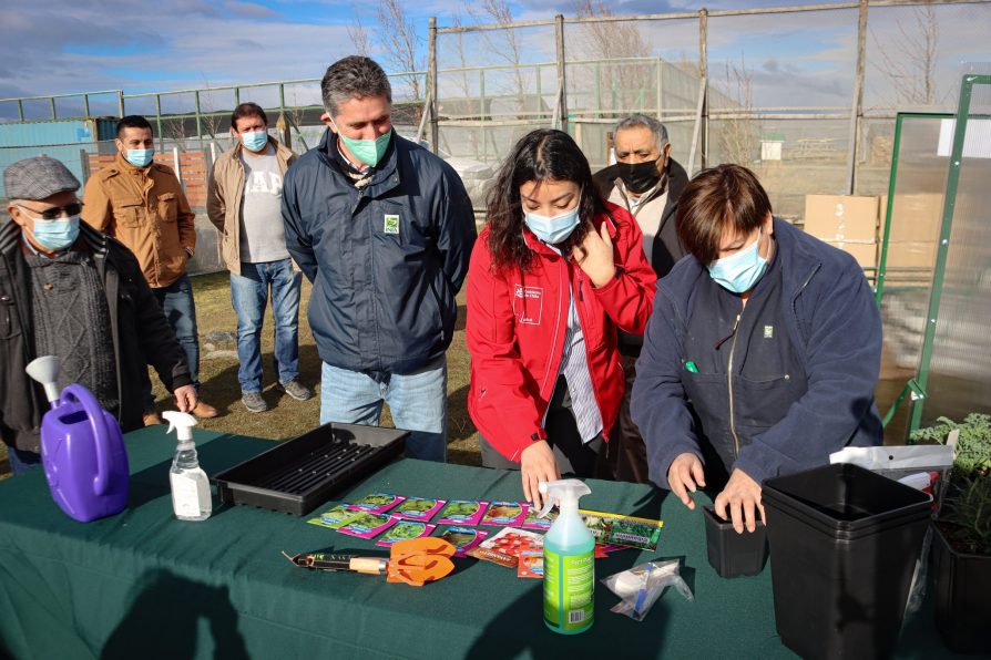 INIA benefició a 50 pequeños agricultores de Natales con invernaderos urbanos